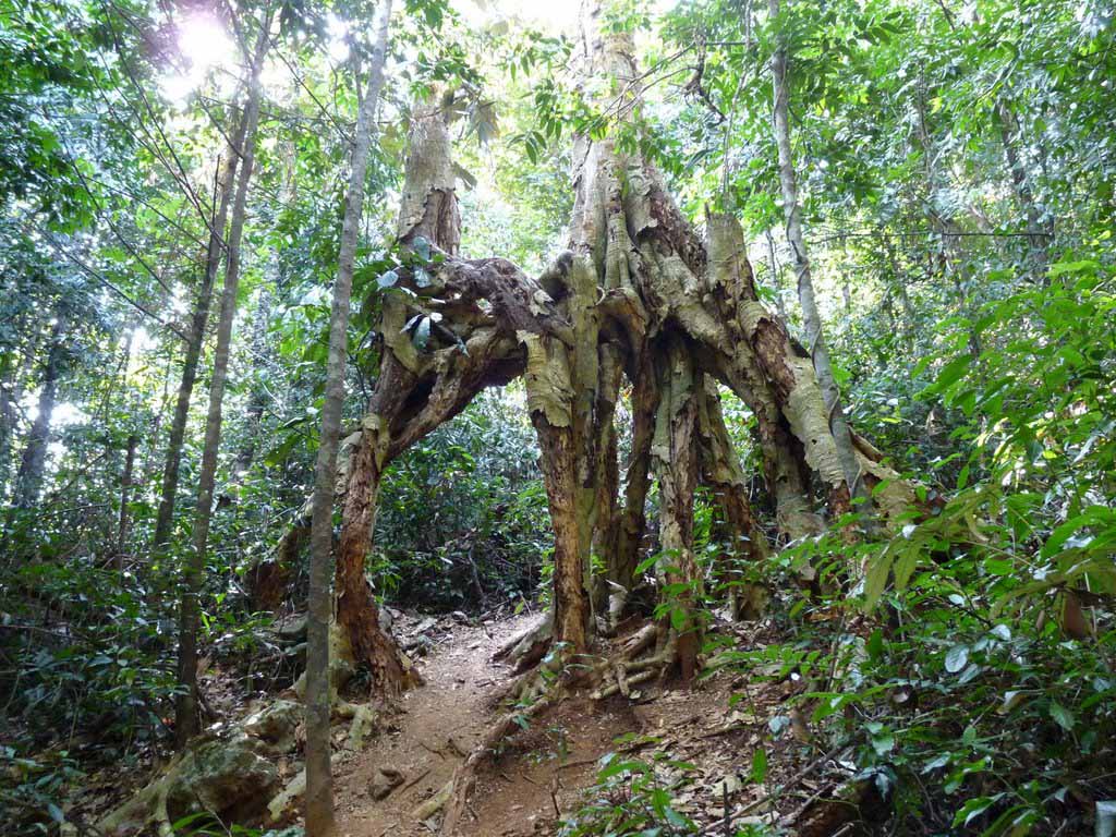 Hiking In Cat Ba National Park